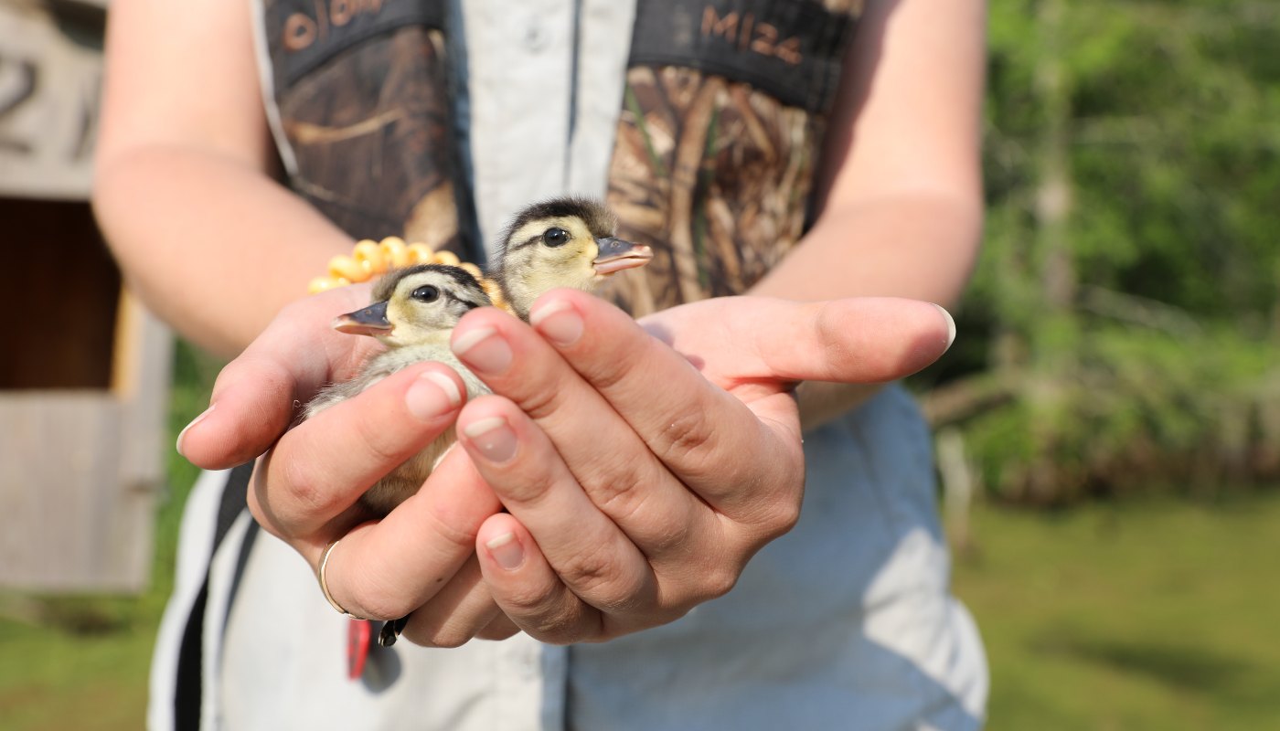 close up of student holding ducklings