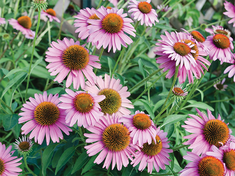 field of purple pollinator flowers