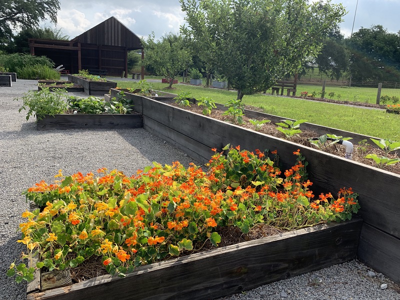 photo: orange and yellow flower bed