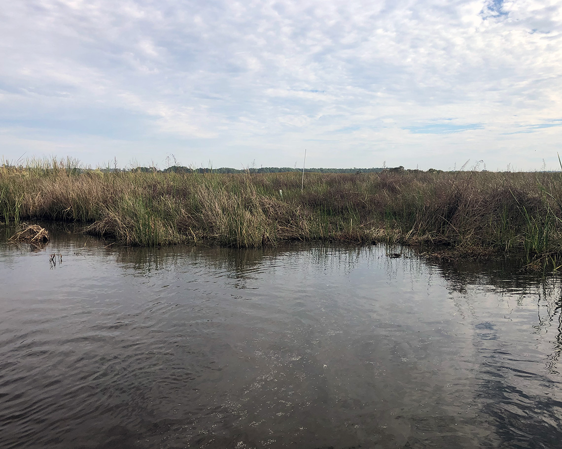 marsh