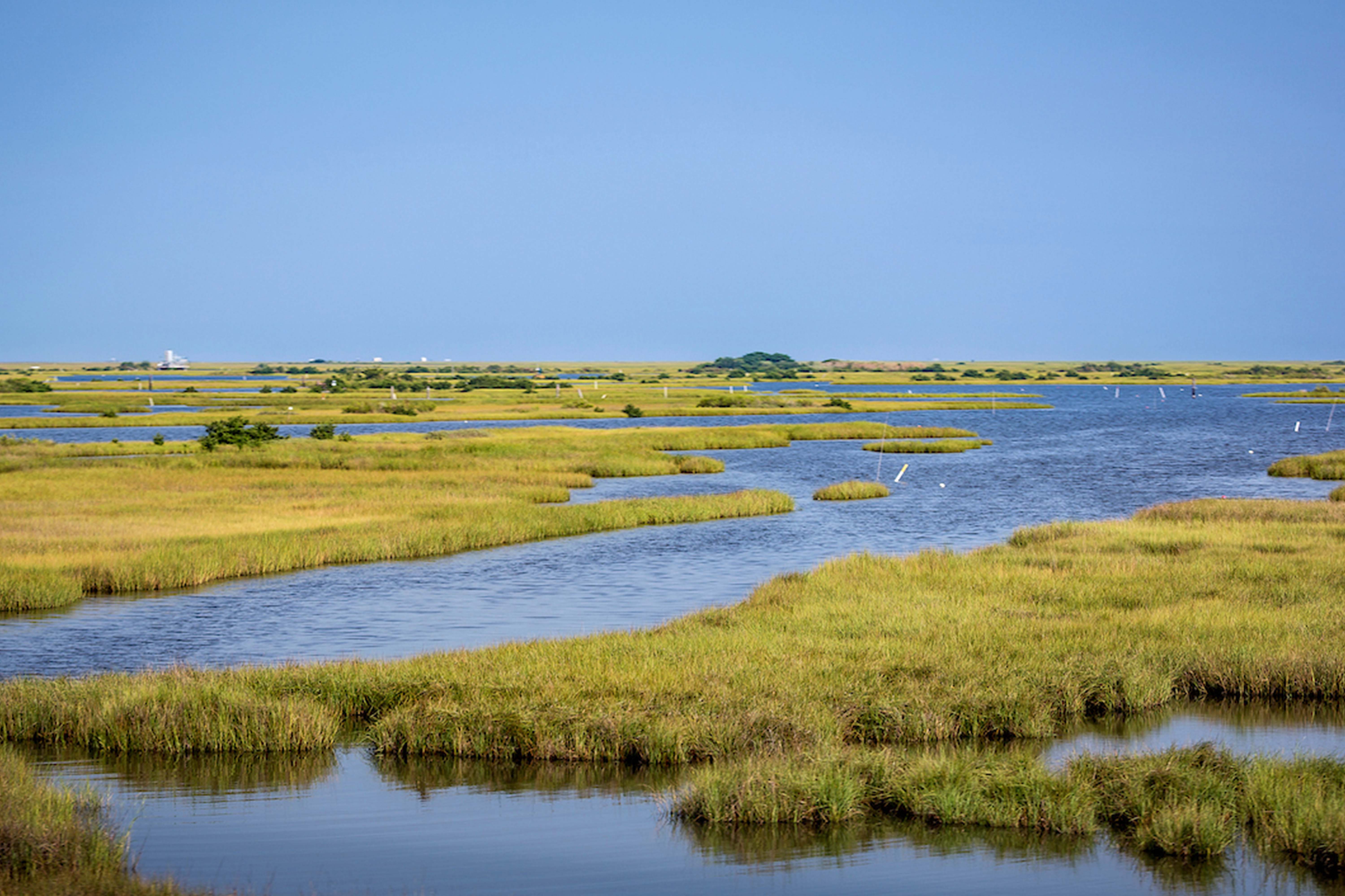 Louisiana wetlands