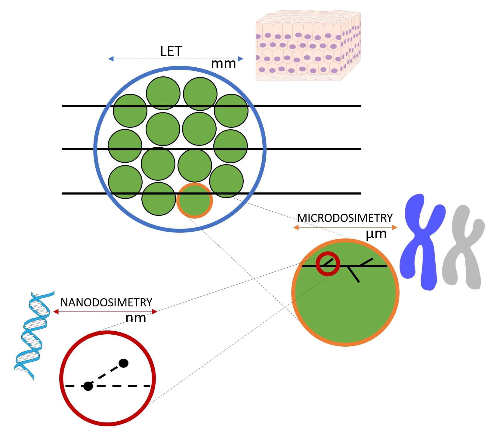 Dr. Missiaggia's research focuses on radiation physics, microdosimetry, and biophysical modeling