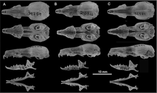 Elongata subgroup skulls.