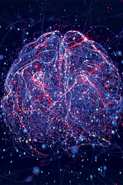 image of the human brain